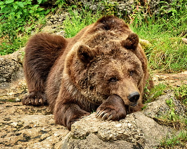 brown bear on brown ground thumbnail