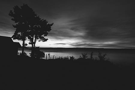silhouette of tree near body of water thumbnail