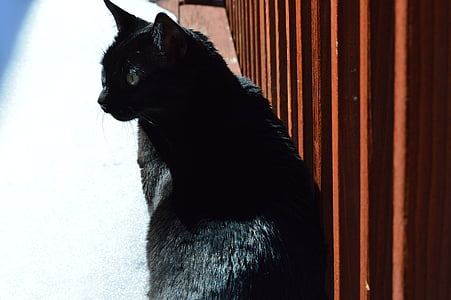 long-coated black cat sitting beside brown wood thumbnail