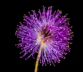 purple petaled flower thumbnail