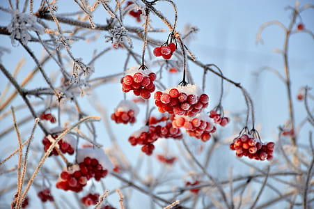 selective focus photography of red fruit thumbnail