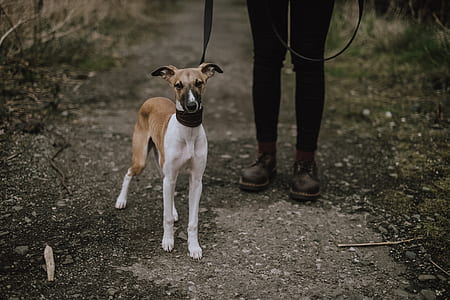 white and tan dog standing beside person outdoor during daytime thumbnail