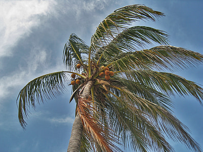 worm's eye view of coconut tree thumbnail