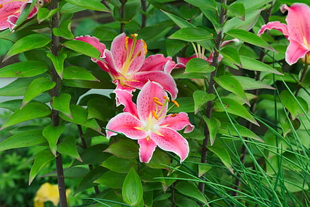 pink stargazer lily flowers in bloom thumbnail