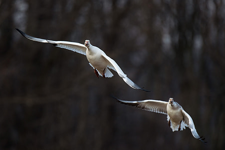 two white geese thumbnail