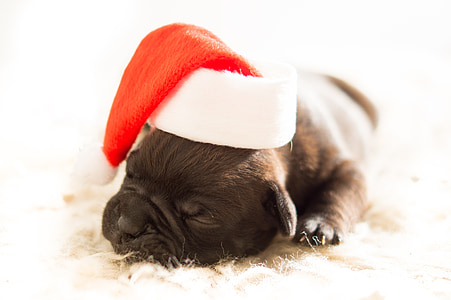 shot-coated tan puppy with christmas hat thumbnail