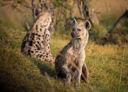2 Hyenas on Grass Land during Daytime thumbnail