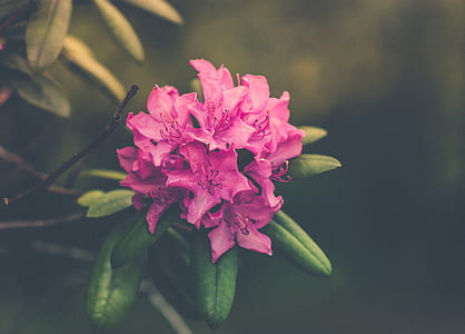 selective focus photography of pink rhododendron flowers in bloom thumbnail