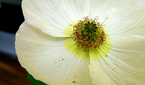 macro photo of white poppy flower thumbnail