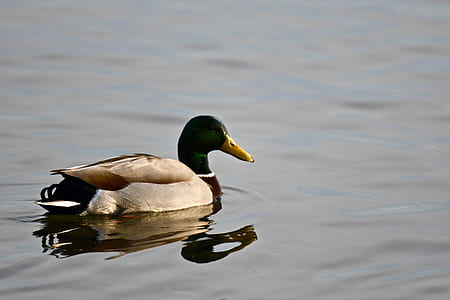 mallard duck on body of water thumbnail