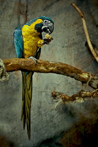 green and yellow parrot macaw brown branch painting thumbnail