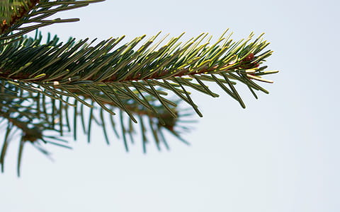 Selective Focus Photography of Pine Leaves thumbnail