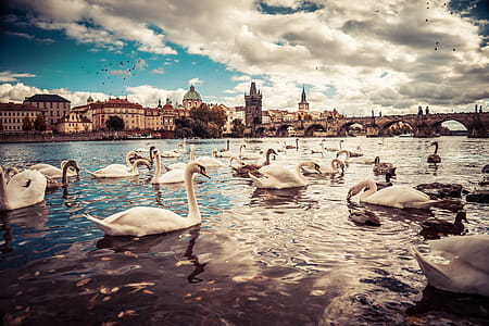 White Swans near Charles Bridge in Prague thumbnail