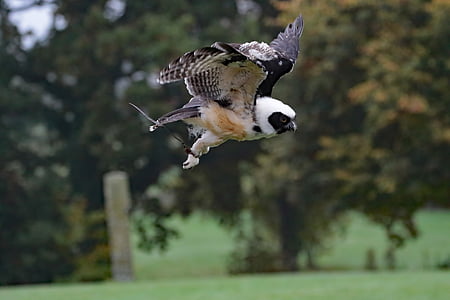 white, black, and brown owl thumbnail