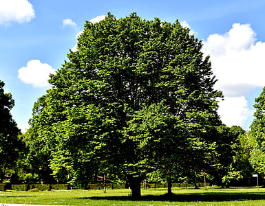 green leafed tree during daytime thumbnail