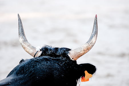 photograph of black bull thumbnail