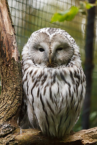 shallow focus of white and gray owl thumbnail