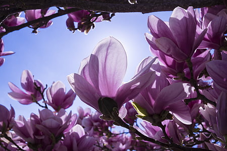 low angle photography of purple petaled flower thumbnail