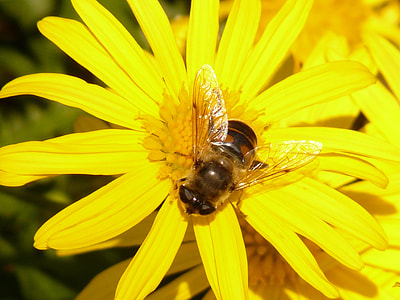 Gold Eye Daisy, Yellow Strauchmargerite thumbnail