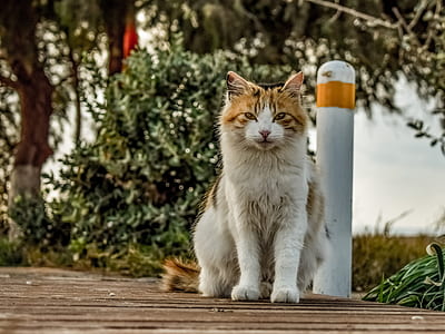 white and orange cat near white metal post thumbnail