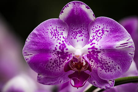 purple moth orchid thumbnail