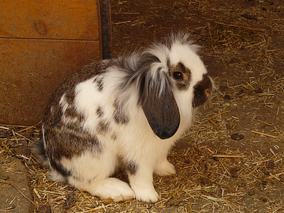 white and brown rabbit sitting beside wooden thumbnail