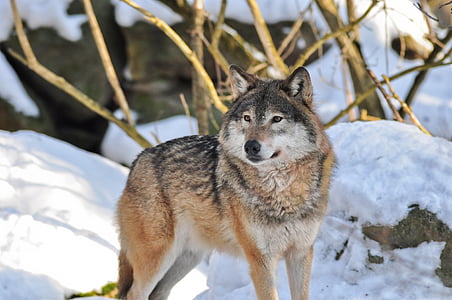 wildlife photography of gray worlf thumbnail