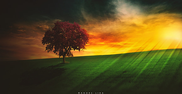 landscape photo of trees computer desktop thumbnail