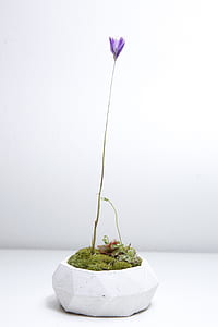 purple flower on white pot thumbnail