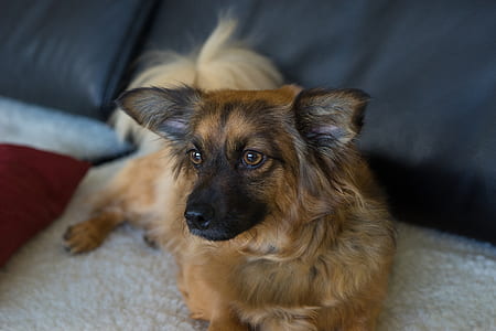 small dog lying on white mat thumbnail