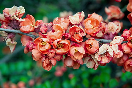 close-up photography red petaled flower thumbnail
