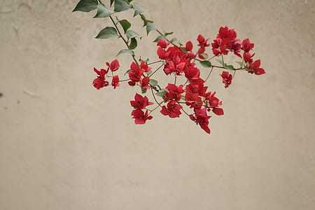 red flower painting thumbnail