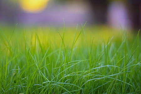 selective focus photography of green field thumbnail