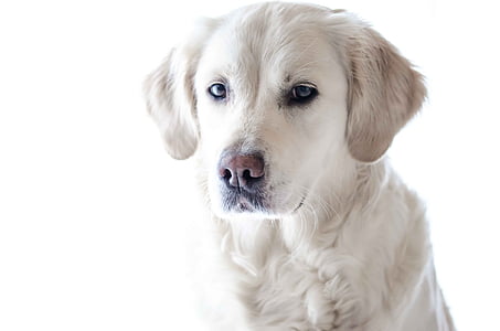 adult cream golden retriever thumbnail