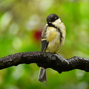 sparrow on tree branch thumbnail