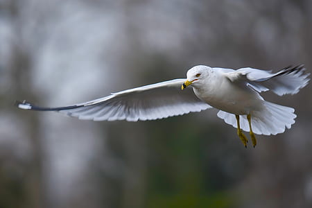 selective focus photography of white bird flying at daytime thumbnail