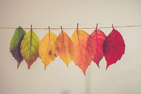 assorted-color hanging leaves photograph thumbnail