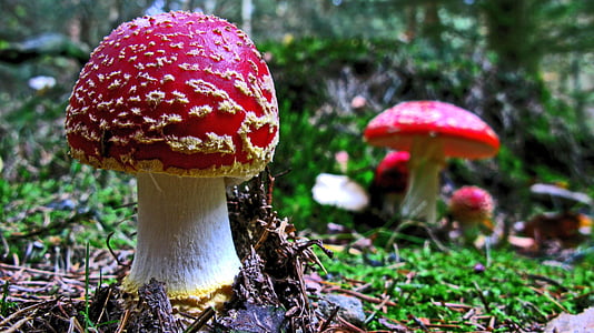 shallow focus photography of red and white mushroom thumbnail