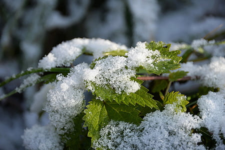 shallow focus photography of snow-coated plant during daytime thumbnail