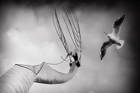 sky, bird, flying, art thumbnail