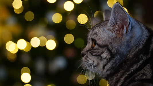 selective focus photography of silver Tabby cat thumbnail