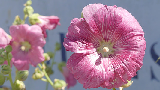 pink petaled flowers thumbnail
