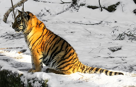 tiger sitting on snowfield thumbnail