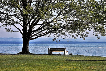 white bench near tree thumbnail