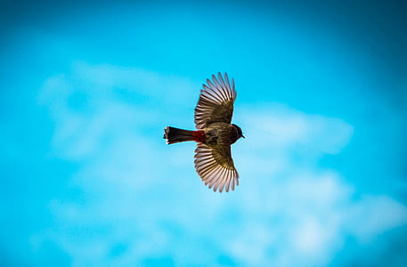 brown and red bird in the sky thumbnail