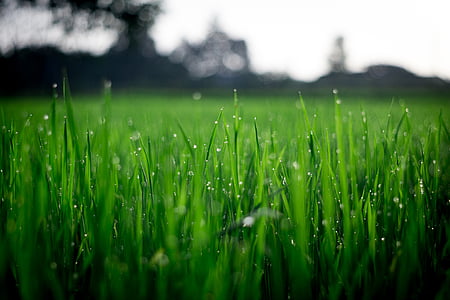 green grass in focus photography at daytime thumbnail