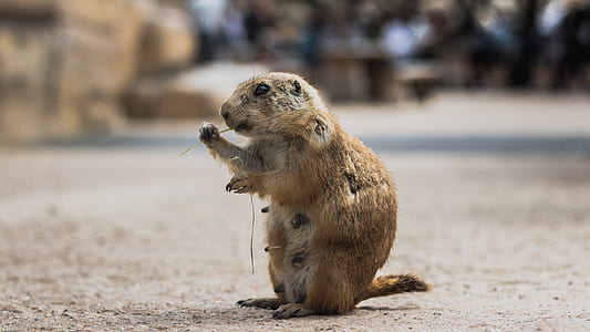 closeup photo of brown rodent thumbnail