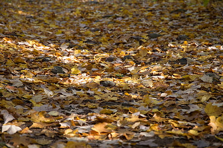 landscape, nature, pattern, texture thumbnail