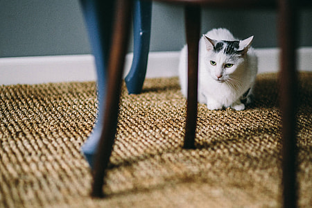 Black and white cat on a floor under a table thumbnail
