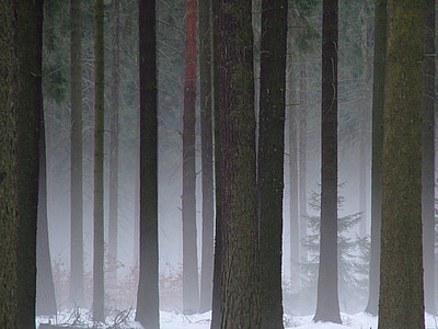 trees painting during winter season thumbnail